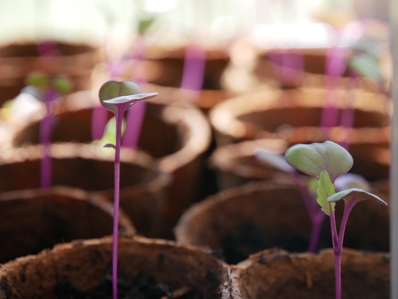 Top 5 Techniques for Eco-Friendly Weed Control